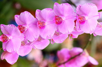 Картинка цветы орхидеи розовый