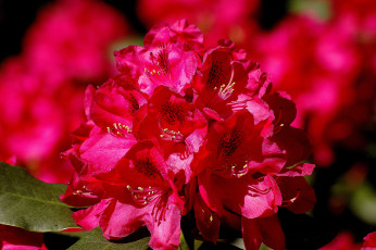 Картинка цветы рододендроны+ азалии рододендрон макро соцветие