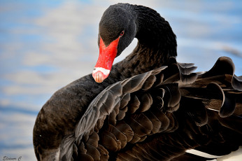 Картинка животные лебеди шипун черный