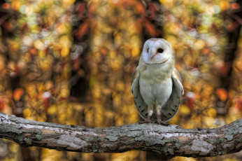 Картинка животные совы сипуха