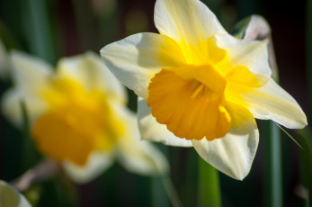 Картинка цветы нарциссы макро нарцисс