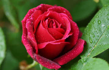 Картинка цветы розы макро