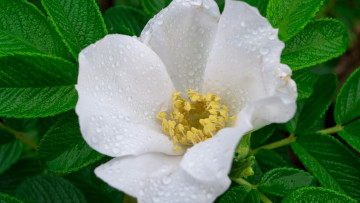 Картинка цветы шиповник цветок роса листья