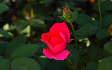 Картинка цветы розы яркая цветок