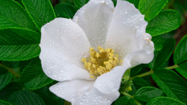 Обои картинки фото цветы, шиповник, цветок, роса, листья