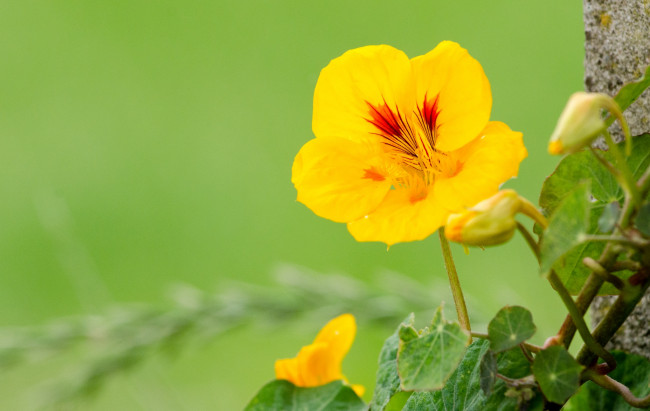 Обои картинки фото цветы, настурции, желтый