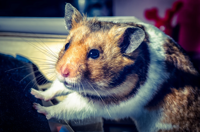 Обои картинки фото животные, морские свинки,  хомяки, хомяк