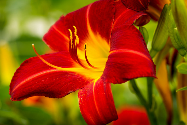 Обои картинки фото цветы, лилии,  лилейники, макро, лепестки, лилия