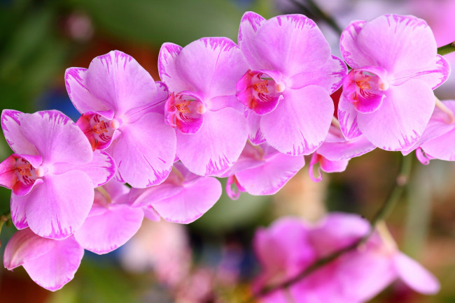 Обои картинки фото цветы, орхидеи, розовый