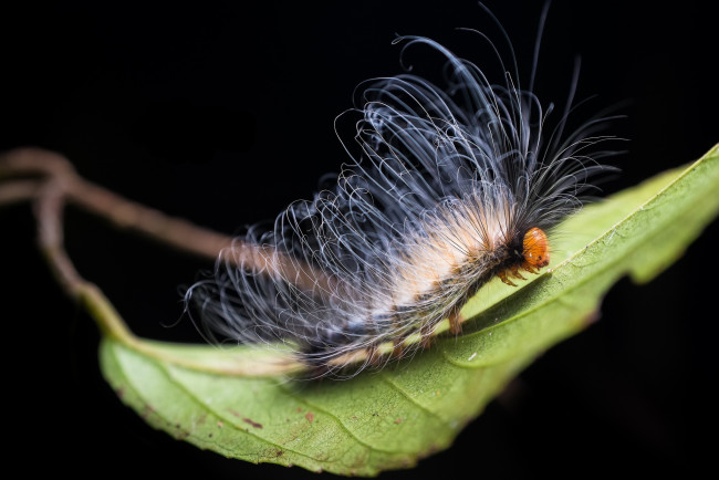 Обои картинки фото животные, гусеницы, смешная