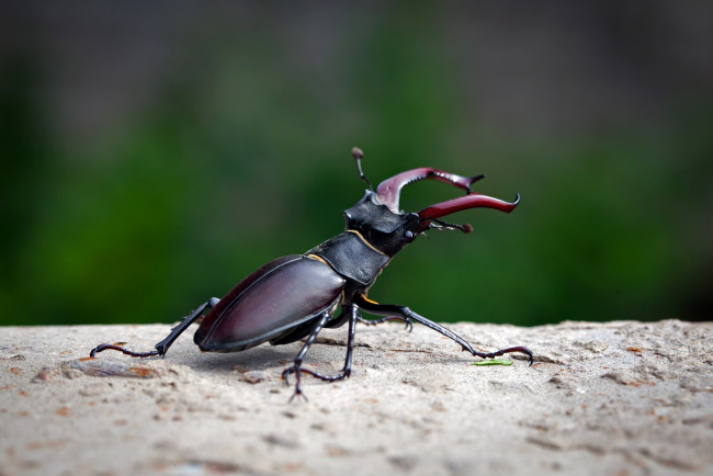 Обои картинки фото животные, насекомые, жук, зелёный, фон, рогатый