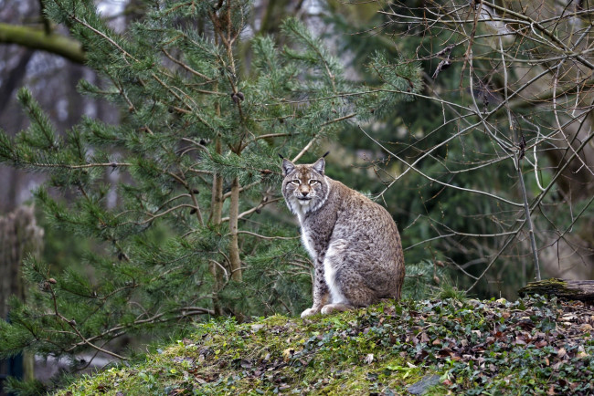 Обои картинки фото животные, рыси, кошка