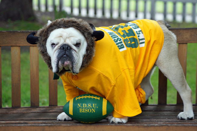 Обои картинки фото животные, собаки, майка, мяч, болельщик, фанат, собака, английский, бульдог