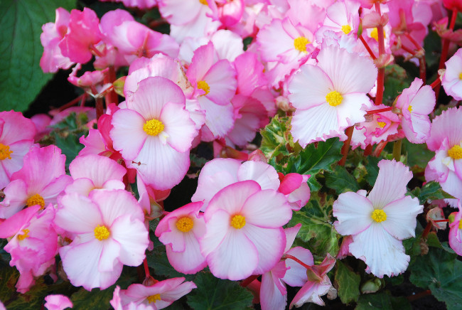 Обои картинки фото цветы, бегония, бегонии