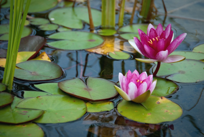 Обои картинки фото цветы, лилии водяные,  нимфеи,  кувшинки, вода, листья