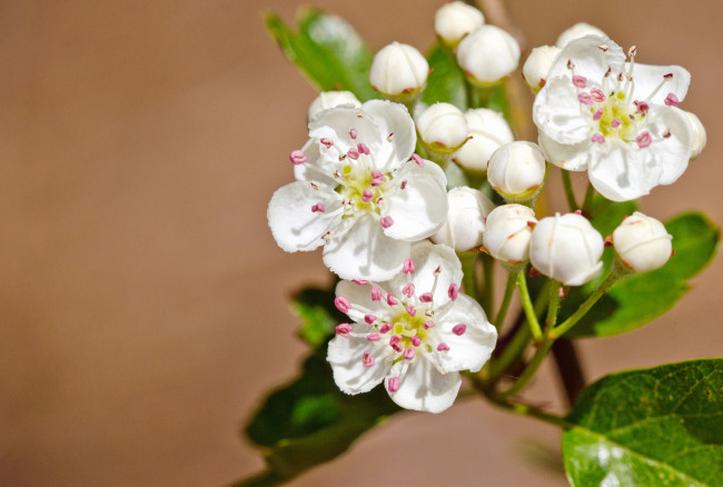 Обои картинки фото цветы, цветущие деревья ,  кустарники, боярышник, макро, бутоны, цветение