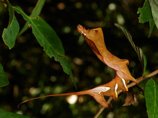 Картинка животные гусеницы необычная гусеница лист насекомое макро itchydogimages