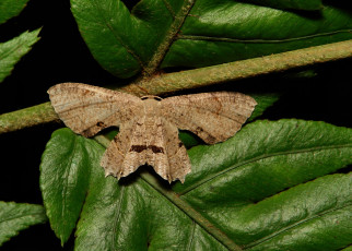 Картинка животные бабочки +мотыльки +моли itchydogimages макро бабочка крылья усики узор