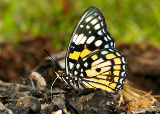 Картинка животные бабочки +мотыльки +моли itchydogimages макро насекомое бабочка крылья усики