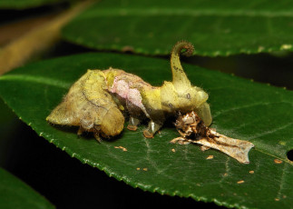 Картинка животные гусеницы itchydogimages макро гусеница лист