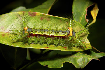 Картинка животные гусеницы itchydogimages макро лист гусеница