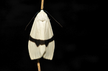 Картинка животные бабочки +мотыльки +моли itchydogimages макро моль мотылёк