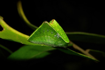 Картинка животные гусеницы itchydogimages макро лист гусеница