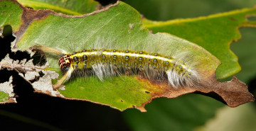 Картинка животные гусеницы itchydogimages макро веточка листья гусеница