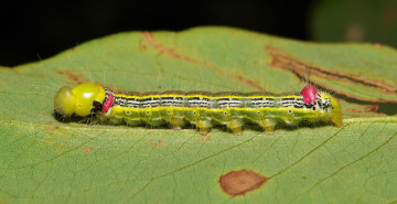 Картинка животные гусеницы itchydogimages макро насекомое лист гусеница необычная