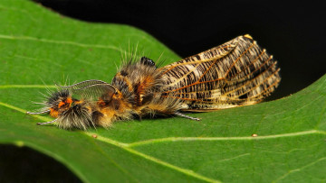 Картинка животные бабочки +мотыльки +моли itchydogimages макро моль бабочка