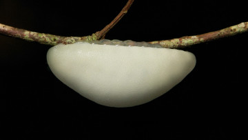 Картинка животные гусеницы itchydogimages макро лист гусеница