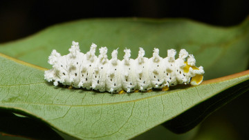 Картинка животные гусеницы itchydogimages макро гусеница лист