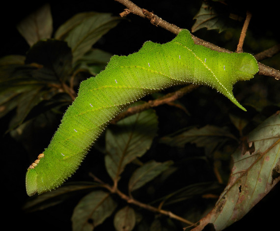 Обои картинки фото животные, гусеницы, itchydogimages, макро, гусеница, веточка