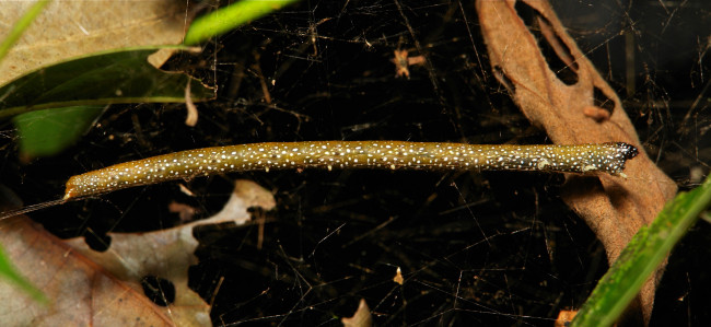 Обои картинки фото животные, гусеницы, itchydogimages, макро, веточка, паутина, листья, гусеница