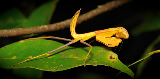 Обои картинки фото животные, богомолы, itchydogimages, макро, лист, богомол