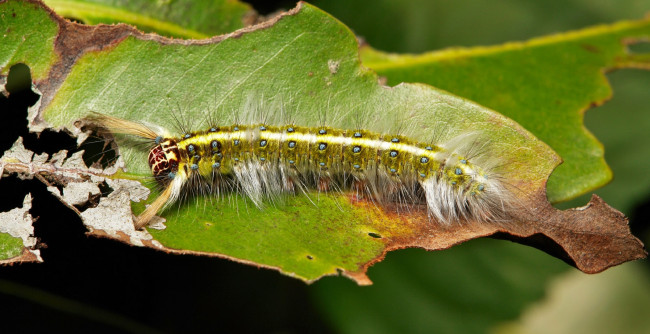 Обои картинки фото животные, гусеницы, itchydogimages, макро, веточка, листья, гусеница
