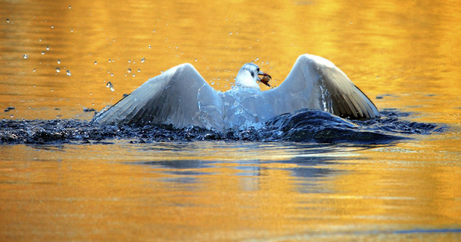 Обои картинки фото животные, Чайки,  бакланы,  крачки, птица, вода, брызги