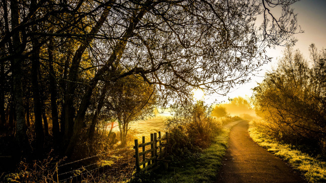 Обои картинки фото природа, восходы, закаты, лес, дорога, рассвет