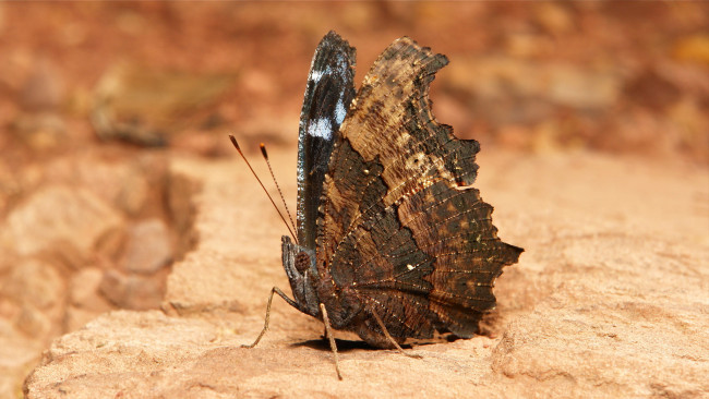 Обои картинки фото животные, бабочки,  мотыльки,  моли, itchydogimages, макро, насекомое, бабочка, коричневая, крылья, усики