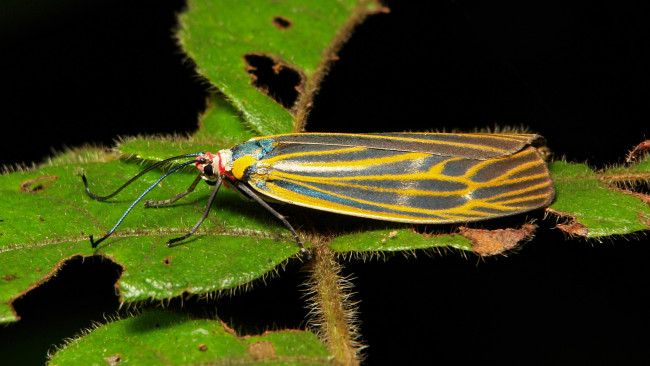 Обои картинки фото животные, бабочки,  мотыльки,  моли, itchydogimages, макро, насекомое, мотылёк