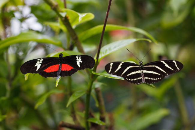 Обои картинки фото животные, бабочки,  мотыльки,  моли, bob, decker, макро, фон, крылья, усики, насекомое, листья