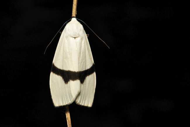 Обои картинки фото животные, бабочки,  мотыльки,  моли, itchydogimages, макро, моль, мотылёк