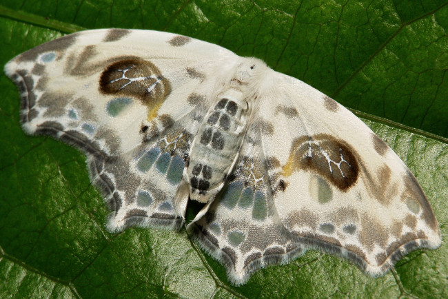 Обои картинки фото животные, бабочки,  мотыльки,  моли, itchydogimages, макро, моль, мотылёк