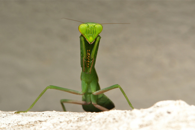 Обои картинки фото животные, богомолы, itchydogimages, макро, лист, богомол