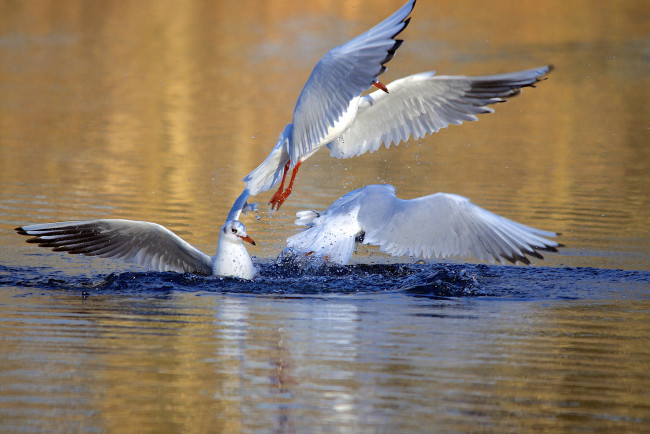 Обои картинки фото животные, Чайки,  бакланы,  крачки, чайки, птицы, вода, брызги