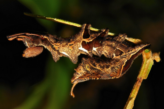 Обои картинки фото животные, гусеницы, itchydogimages, макро, гусеница, лист