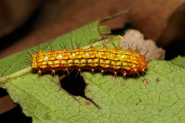 Обои картинки фото животные, гусеницы, itchydogimages, макро, гусеница, лист
