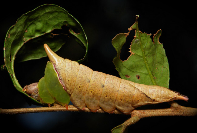 Обои картинки фото животные, гусеницы, itchydogimages, макро, гусеница, лист