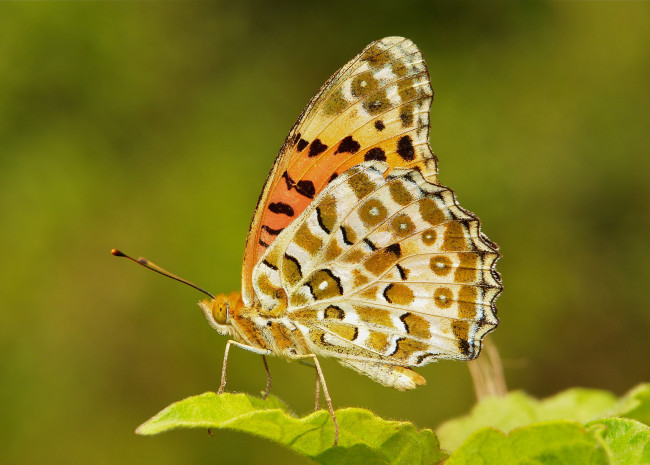 Обои картинки фото животные, бабочки,  мотыльки,  моли, itchydogimages, макро, бабочка, крылья, усики, узор