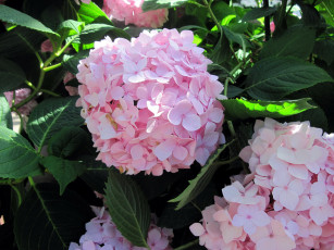 Картинка цветы гортензия розовый